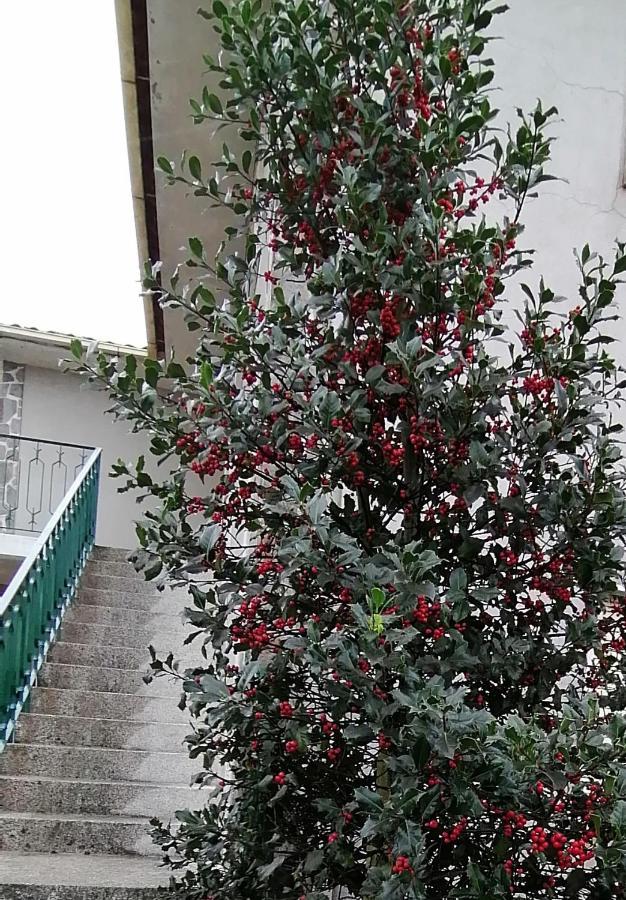 Vila Moradia Santa Comba Santa Comba Dao Exteriér fotografie
